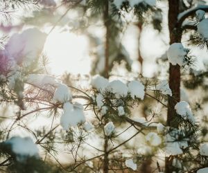 Sigma 85mm f1.4 DG DN on Sony A7RIV